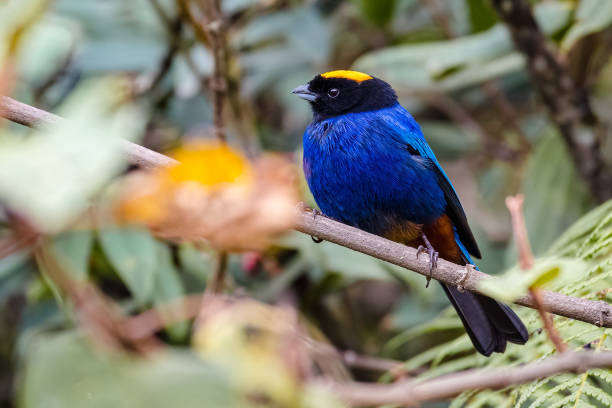 The golden-crowned tanager (Iridosornis rufivertex). Colorful bird perched on a branch in the forest stock photo