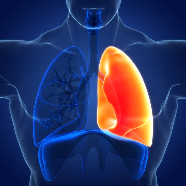 istock Human Respiratory System Lungs Anatomy 1425742953
