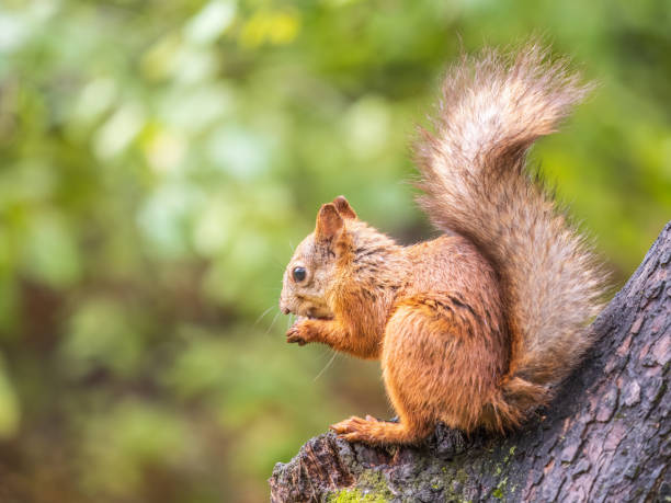 istock The squirrel with nut sits on tree in the autumn. Eurasian red squirrel, Sciurus vulgaris. 1425743624