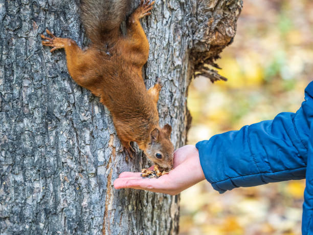 istock The boy feeds a squirrel with nuts from a hand in the wood 1425743644