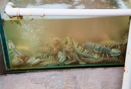 fish tank seafood: mantis shrimp