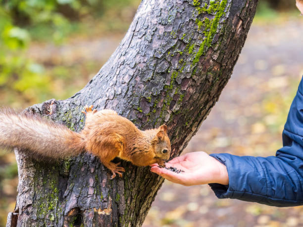 istock The boy feeds a squirrel with nuts from a hand in the wood 1425743670