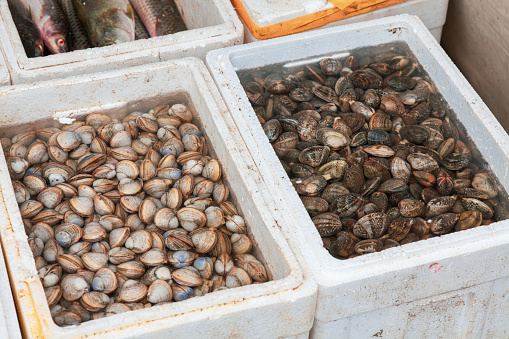 fish tank seafood: shellfish