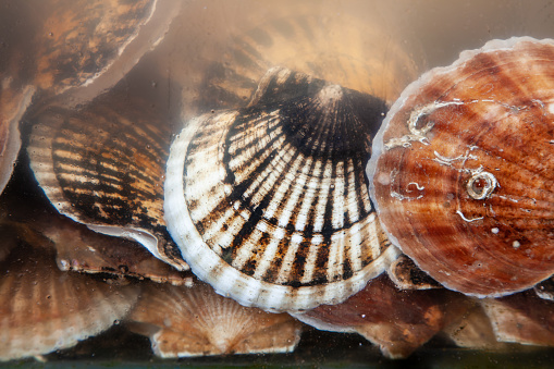 A small brown-white snail shell close up