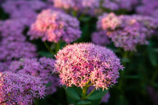 pink flower closeup