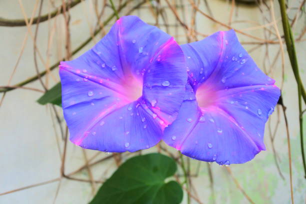 Trumpet Purple flower called morning glory, because its only bloom till 11 Am.