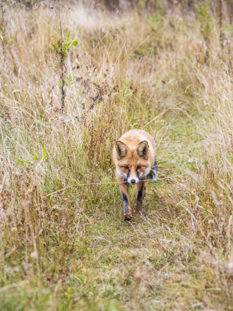 istock The red fox Vulpes vulpes walks along a path in the forest. 1425746164