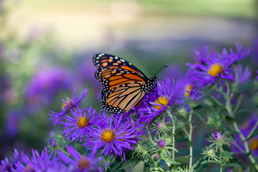 This image shows a close up view of a monarch butterfly feeding on purple aster flowers in a sunny garden