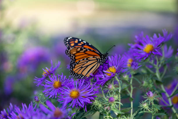 Monarch butterfly on purple aster flowers This image shows a close up view of a monarch butterfly feeding on purple aster flowers in a sunny garden perennial stock pictures, royalty-free photos & images