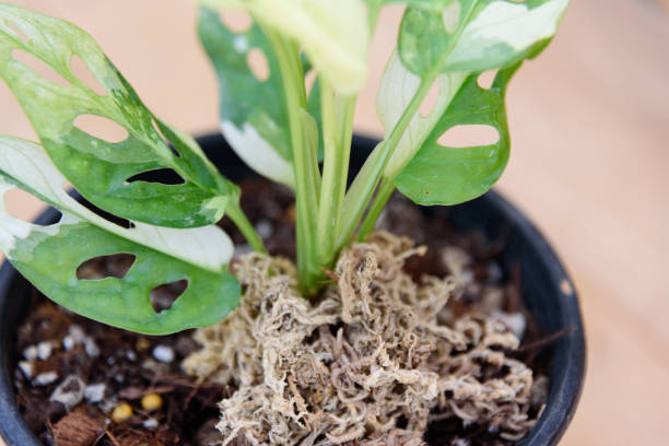 use musgo sphagnum para señuelo de raíz para plantar el monstera adansonii albo abigarrado en la maceta - sphagnum fotografías e imágenes de stock
