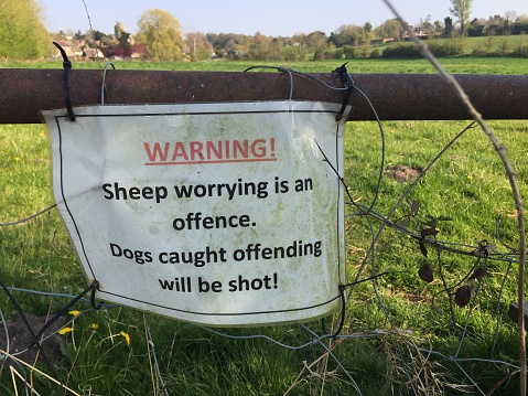 A warning sign to dog owners to prevent sheep worrying along a countryside right of way path