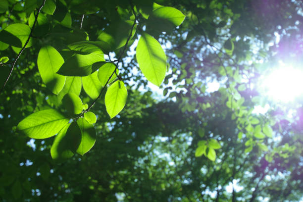 Fresh green leaves in springtime.