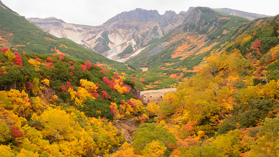 Mountaintop with autumn leaves