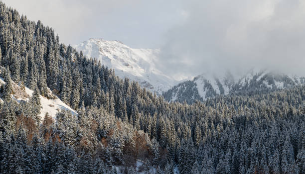 istock Mountain slopes covered with snow-covered Christmas trees 1425766552