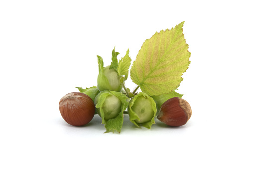 Young hazelnuts and ripe brown hazelnuts isolated on white background