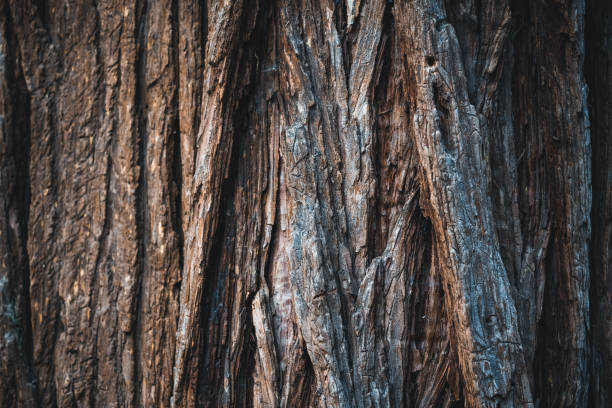 baum in yosemite national park - yosemite valley stock-fotos und bilder