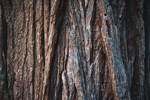 Close-up of a tree in Yosemite National Park, seen a day at springtime.