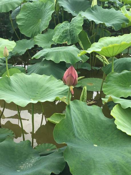 istock The lotus leaves are in bud 1425773575