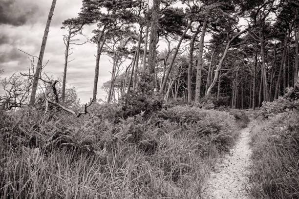 istock West beach of Darss island 1425774147