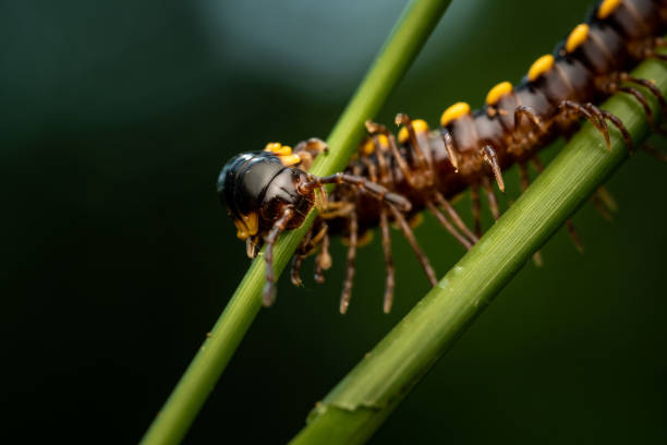 Yellow spotted millipede stock photo
