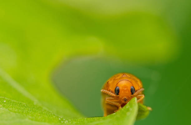 Pumpkin beetle stock photo
