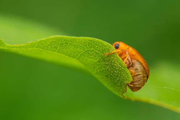 Pumpkin beetle stock photo