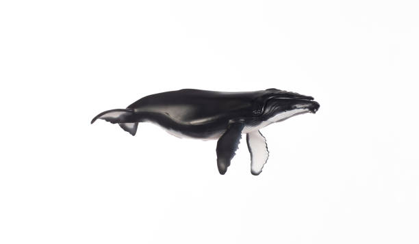 istock whale figurine isolated on white background 1425776906