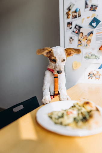 A cute puppy sitting at the table and looking at the plate with food at domestic kitchen