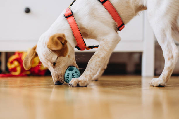 istock Cute puppy playing with dog toy 1425778784