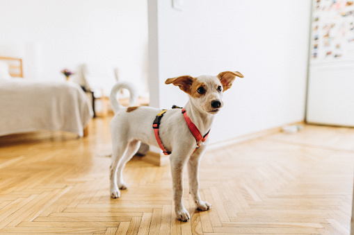 A cute Jack Russel terrier dog in the harness waiting for a walk outside