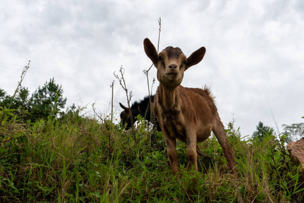 istock Beautiful goat grazes on the grass while looking at us in Uganda, Africa 1425780677