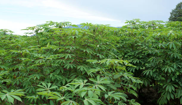 Cassava tree farm close up, Agriculture background