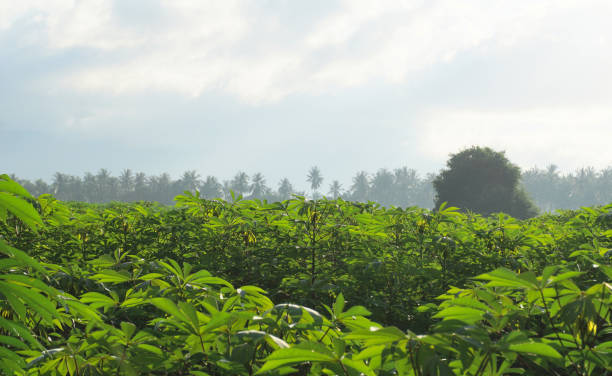 istock Cassava tree farm with morning sky background 1425782857
