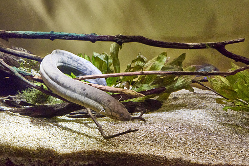 The American scalefish, or lepidosiren Lepidosiren paradoxa is a lungfish, the only species of the genus scalefish and the family scalefish among aquatic vegetation