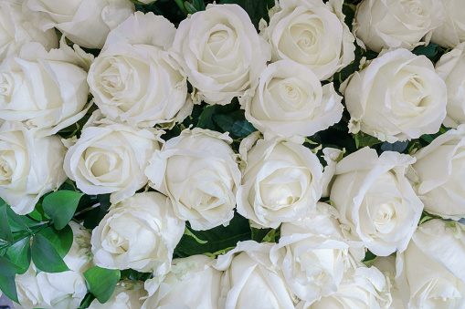 istock Natural background of beautiful white roses. 1425784842
