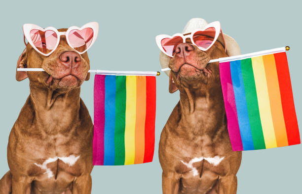 istock Lovable, pretty dog and Rainbow Flag. Closeup 1425784978