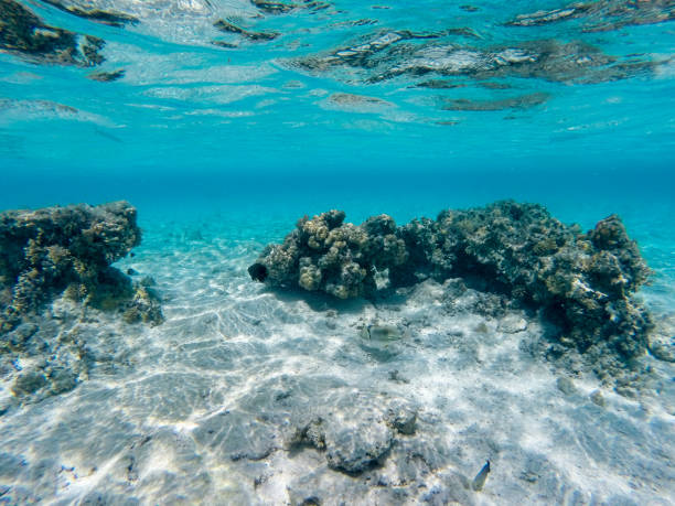 istock Breathtaking underwater view of Red Sea, Egypt 1425787089