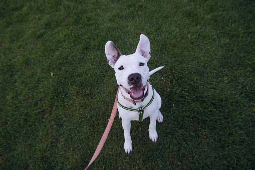 Portrait of a white staffordshire terrier on green grass. Amstaff puppy sits outdoors and looks at camera