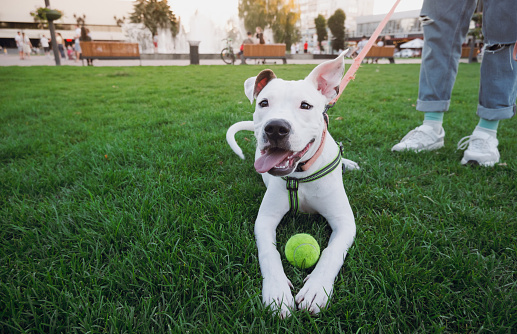 Portrait of a white staffordshire terrier at a public park downtown. Playful amstaff puppy with a tennis ball outdoors