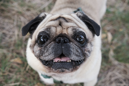 Close-up portrait of a senile pug looking at camera. Emotional old dog portrait, aging pets concept
