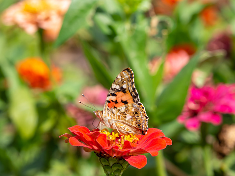 View of a colorful butterfly on flowers in the garden of the park. Close-up Of Butterfly Pollinating On Flower