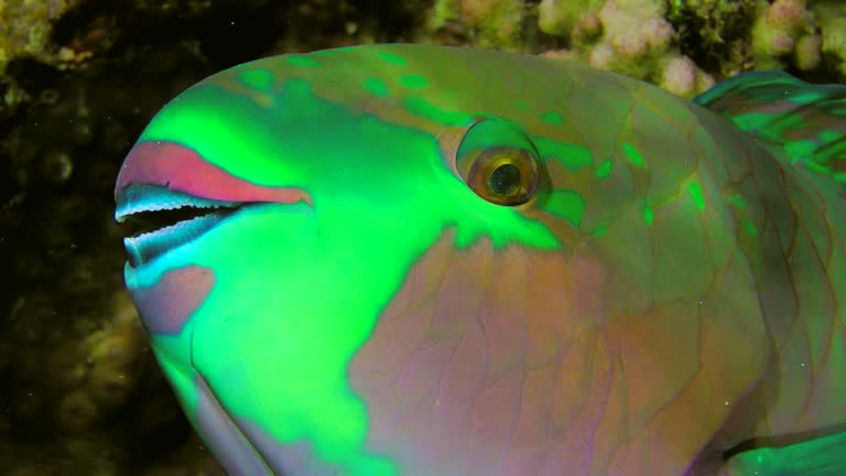 Heavybeak parrotfish sleeps near a coral bush at night.