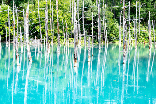 Blue Pond in Biei Town beautiful forest and blue water, Hokkaido, Japan. Biei town is located in the between Asahikawa city and Furano city,Rural nature lake landscape unseen of Japanese people