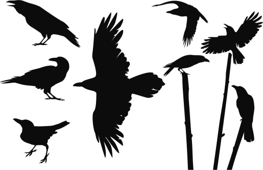 The vector illustration of crows silhouettes in different positions.
