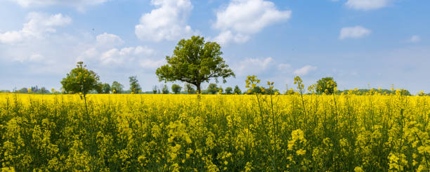 istock Blooming rapeseed field during spring in France 1425793868