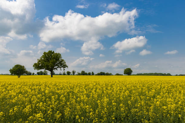 istock Blooming rapeseed field during spring in France 1425793885