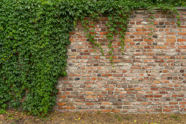 New Brick Wall Background Ivy brick wall texture background. Old brick blocks wall and green creeper, ancient bricks fence, retro stonewall with copy space, brickwork exterior mockup old stone wall stock pictures, royalty-free photos & images
