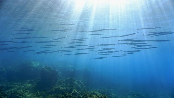 istock Schools of Barracuda fish in rays of sunlight 1425797840