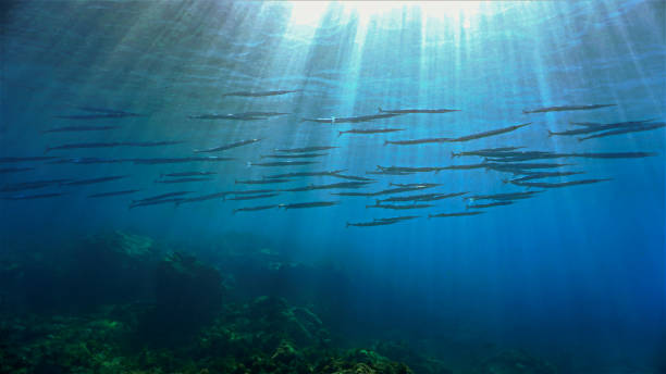 istock Schools of Barracuda fish in rays of sunlight 1425797845