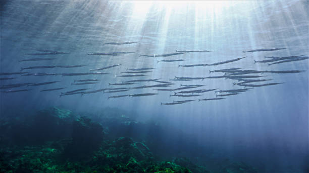 istock Schools of Barracuda fish in rays of sunlight 1425797862